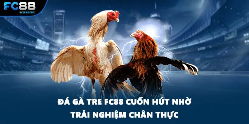 Đá gà tre FC88 cuốn hút nhờ trải nghiệm chân thực