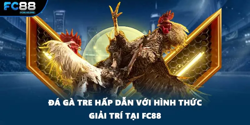 Đá Gà Tre Hấp Dẫn Với Hình Thức Giải Trí Tại FC88