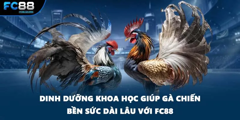 Dinh dưỡng khoa học giúp gà chiến bền sức dài lâu với FC88