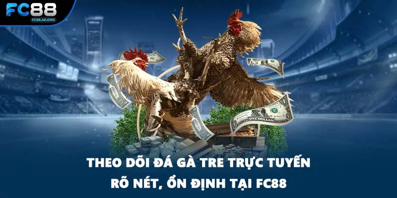 Theo dõi đá gà tre trực tuyến rõ nét, ổn định tại FC88